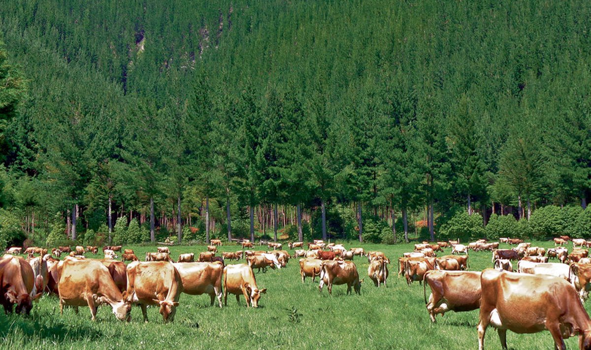 Lone ja Tony Sorensen vahetasid oma Taani  65 kõrgetoodangulist lehma 330pealise karja  vastu Uus-Meremaal. Elu kodumaal meenutab  ristamiseks kasutatav Taani dörsi tõug, mis annab  juurde piimarasva, ning Lone kujundatud kaunis  koduaed Uus-Meramaa Lõuna