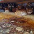 Ametnikud pidid Pärnus 28 viletsuses elanud kassi korterist päästmiseks jõudu kasutama