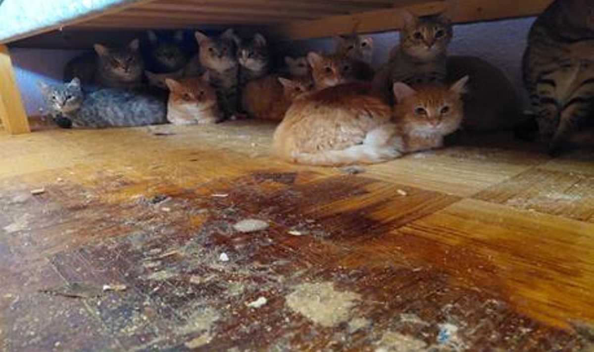 28 кошек жили в жутких условиях
