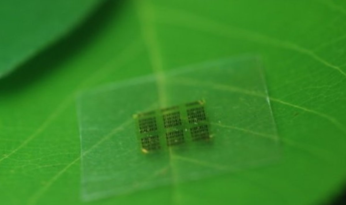Tselluloosist mikrokiip puulehel. Foto:  Yei Hwan Jung, Wisconsin Nano Engineering Device Laboratory