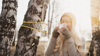 Пришла пора собирать кленовый и березовый сок. Как это сделать правильно?