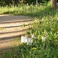 DELFI FOTOD SÜNDMUSKOHALT | Viljandi linnaservast leiti 17-aastase neiu surnukeha, leinajad toovad teepervele küünlaid