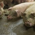 VIDEO | Notsude kaitseks! Just need tuntud eestlased võitlevad sigade väärkohtlemise vastu