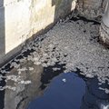 Авария на очистных сооружениях в Ленинградской области: нечистоты из канализации льются в Неву, а оттуда — в Финский залив