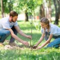 Kuidas istutada noori puid ja põõsaid