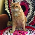 Невероятная история: в Вырумаа кот-путешественник вернулся домой спустя 3 года
