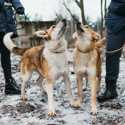 Koerad Sohvi ja Sälly