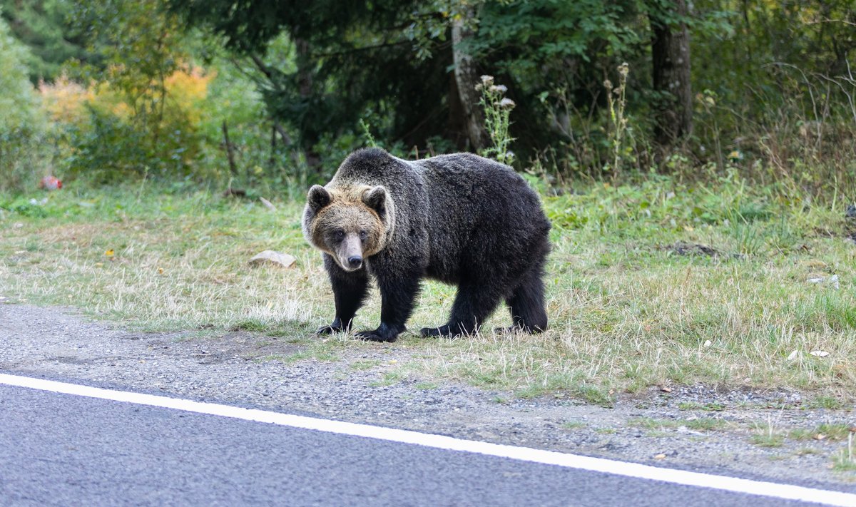 Karu tee ääres. Foto on illustratiivne.