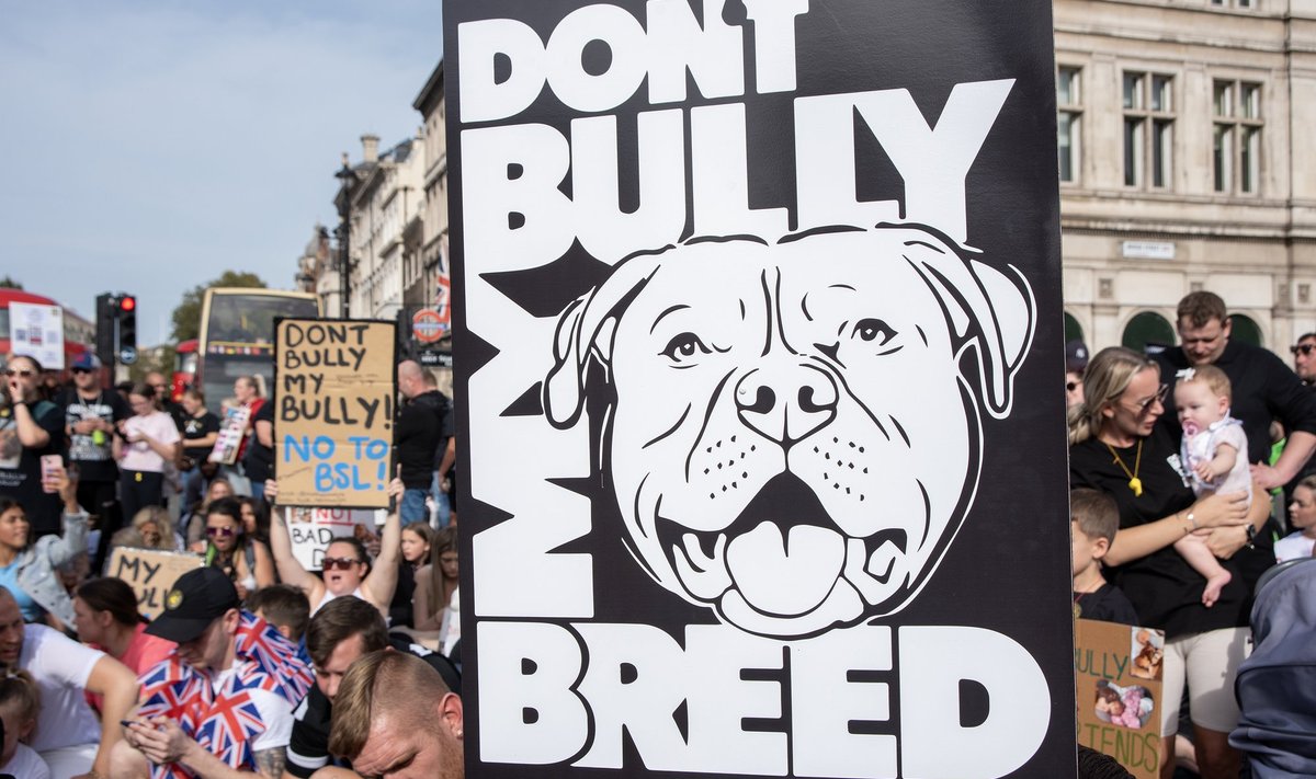 Bullyde keelamise vastane demonstratsioon Londonis