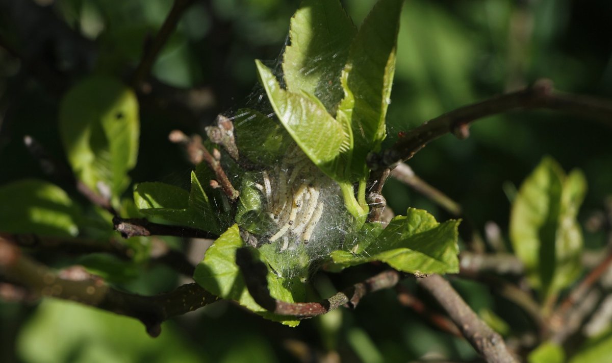 Toominga-võrgendikoi röövikud on isukad ning söövad sageli puu lehtedest paljaks.