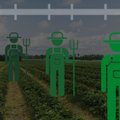 Võõrtööjõu piiramise kronoloogia: Eesti eiras Euroopa Komisjoni soovitust lubada põllutöölised riiki