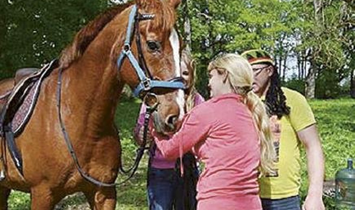 Hobune on traditsiooniline laadast osavõtja