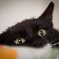 Video:Kasside Turvakodus kosuvad Viimsist toodud halvasti hoitud kassid