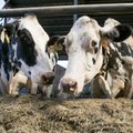 Mustakirjude lehmade piimatoodang kasvab