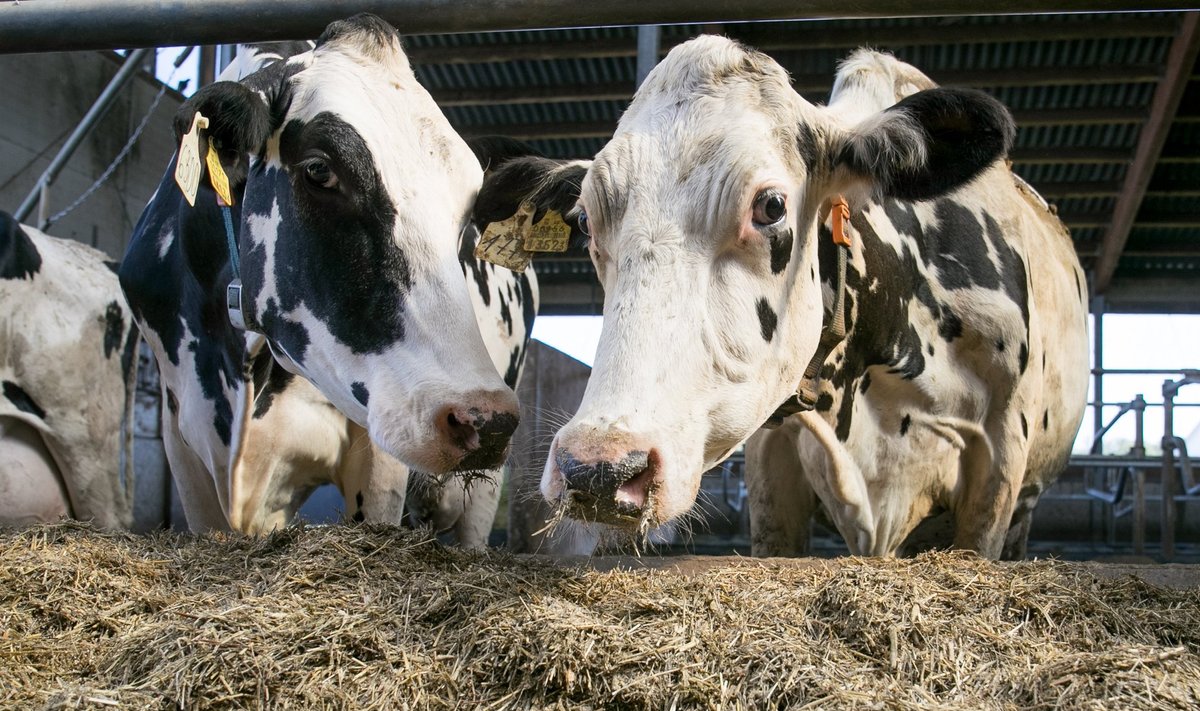 Peaaegu kõigis farmides on ukraina töötajaid, seega päris suur osa Eesti piimast toodetakse ukrainlaste abiga.