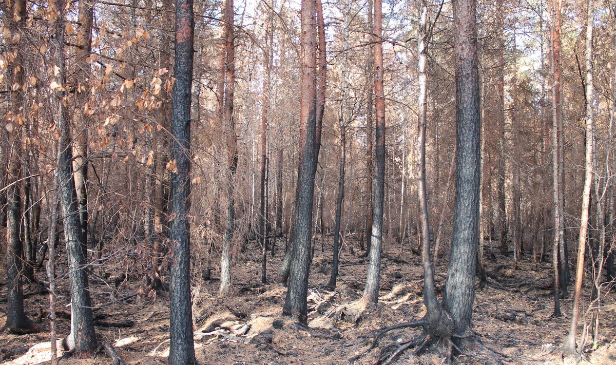 Suurpõlengus hukkunud mets Aegviidu lähistel. Kui tuli on kahjustanud ainult puukoort ja kambiumi alt on puit terve, sobib see saagimiseks ja ka palkmajade ehituseks.
