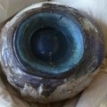 Florida rannalt leiti salapärane hiiglaslik silmamuna