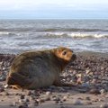 ФОТО | Выкормили и выходили: сотрудники Рижского зоопарка выпустили в Балтийское море самку тюленя