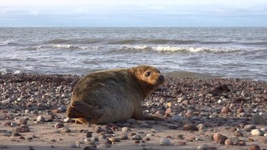 ФОТО | Выкормили и выходили: сотрудники Рижского зоопарка выпустили в Балтийское море самку тюленя