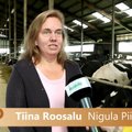 Aasta Põllumees 2016 kandidaat Tiina Roosalu - Nigula Piim OÜ