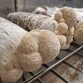 Lion's mane – seen, mis teadlaste sõnul teravdab fookust ja ravib Alzheimerit