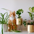 Семь комнатных растений, безопасных для домашних животных