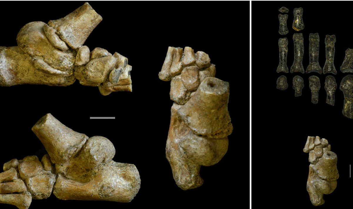 Australopithecus afarensise lapse jalalaba