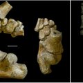 Inimese eellane: 3 miljonit aastat vana maimik, kes tundis end koduselt nii maas, kui ka puu otsas
