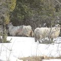 FOTOD: Miks surid loodusmehe talveks laiule jäetud lambad?