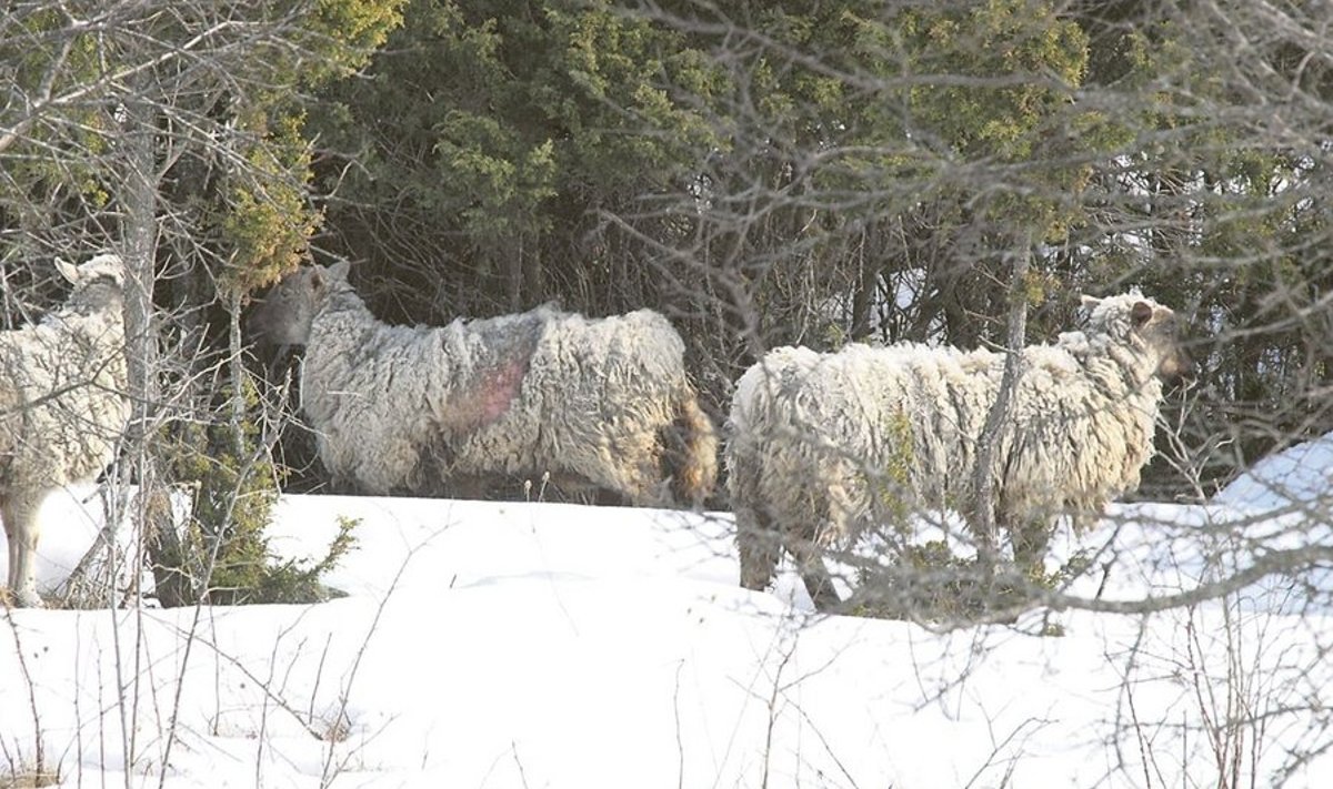 5 Praegu jäävangis olevate ja aastaid  saarel talvitunud lammaste tervise kohta  saab täit infot alles siis, kui spetsialistid  nad üle vaatavad.