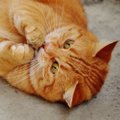 Kassiomanik hoiatab: patsikummid võivad kassile lausa surmavalt ohtlikud olla!