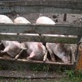 Член правления Atria: в Европе проходит кризис свиноводства