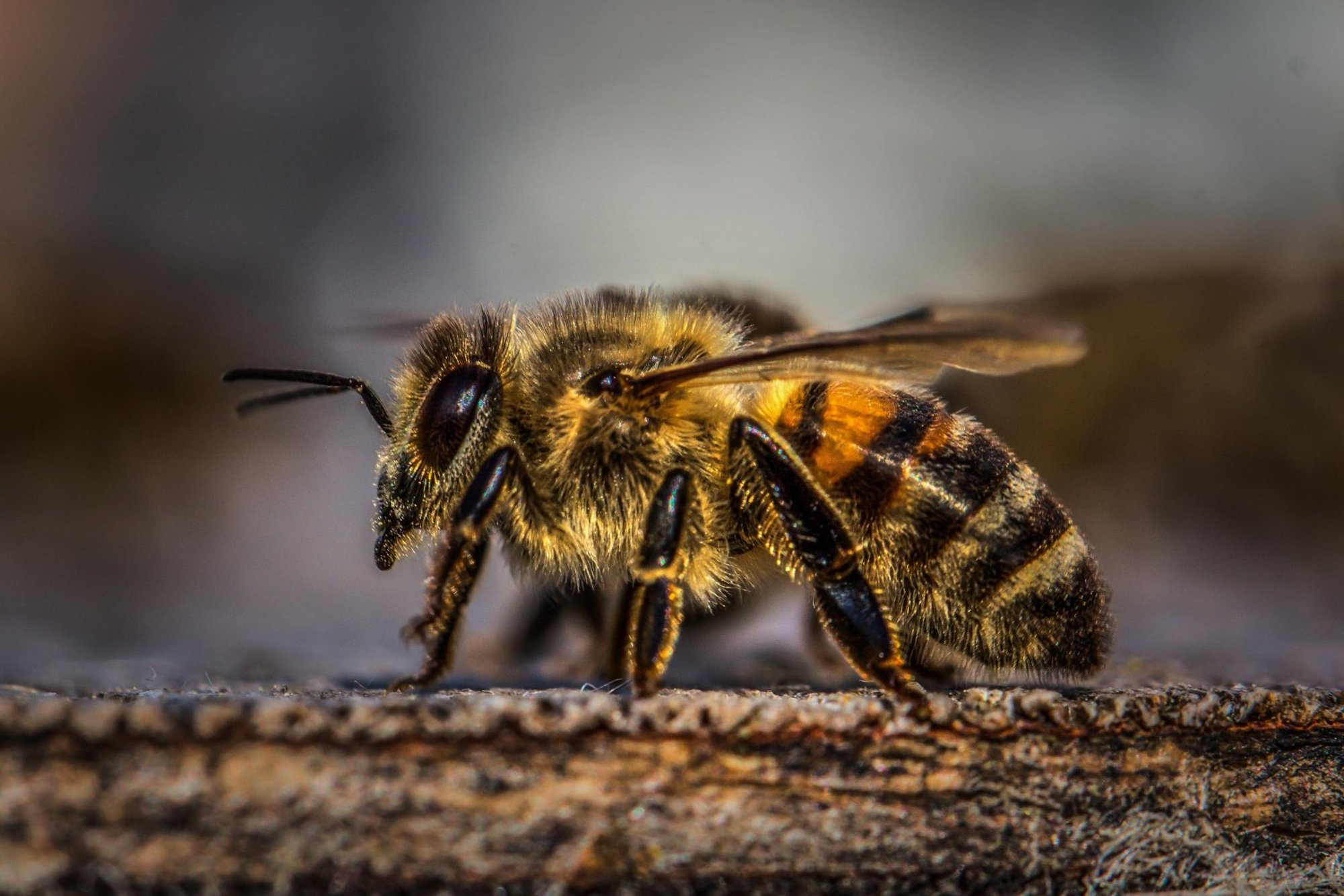 Пчела, оса, шмель или шершень: чей укус больнее и опаснее? - Jana