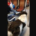 KURIOOSUM | Elroni rongides rändab tundmatu koer