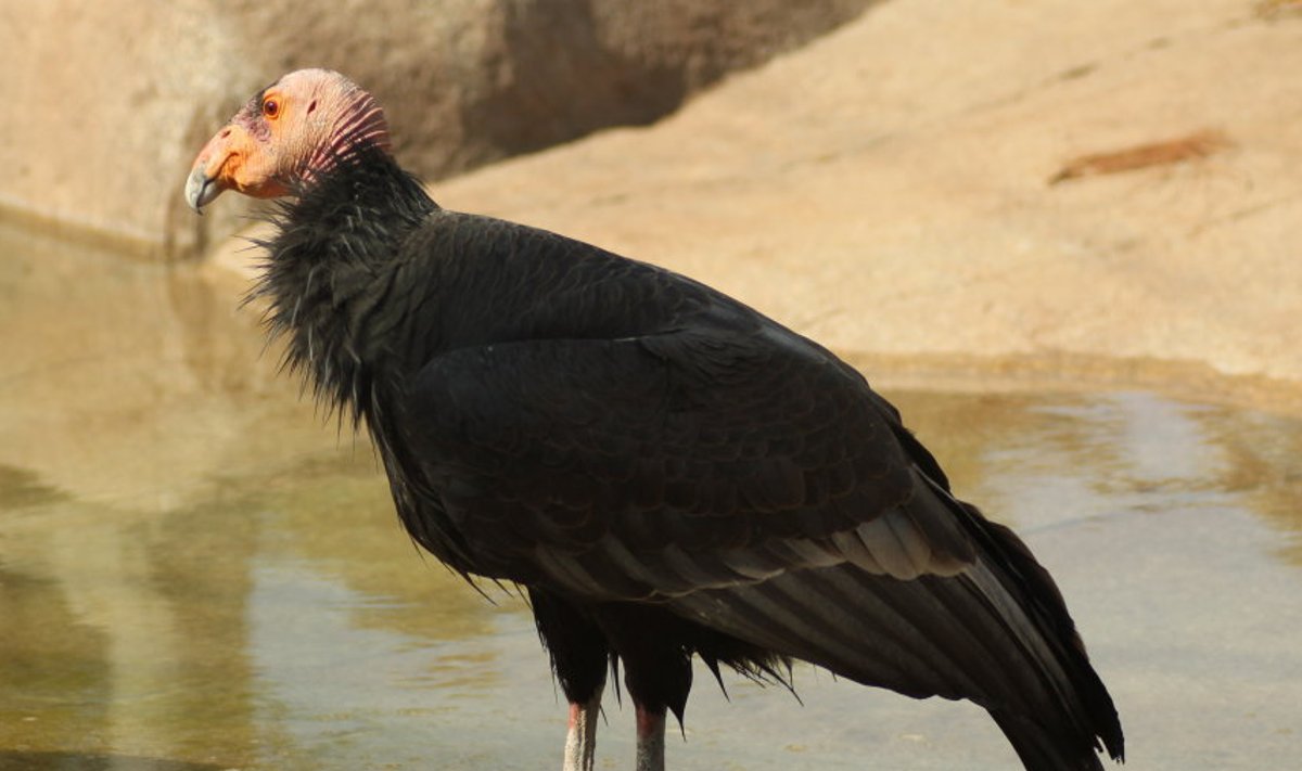 California kondor (Foto: Wikimedia Commons, kasutaja Stacy)