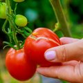 Опасный вирус обнаружен на листьях томатов