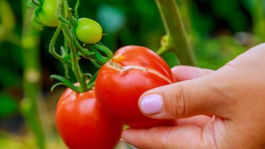 Опасный вирус обнаружен на листьях томатов