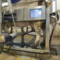 Kuidas sööta lehma robotlaudas?