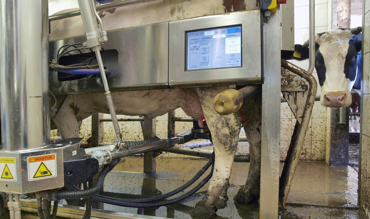 Lüpsiroboti külastatavust määravad Taani teadlaste hinnangul sööda headus robotis, lehmade arv roboti kohta, lüpsikiirus, piimatoodangu suurus, lehmade koht hierarhias ja nende grupeerimine.