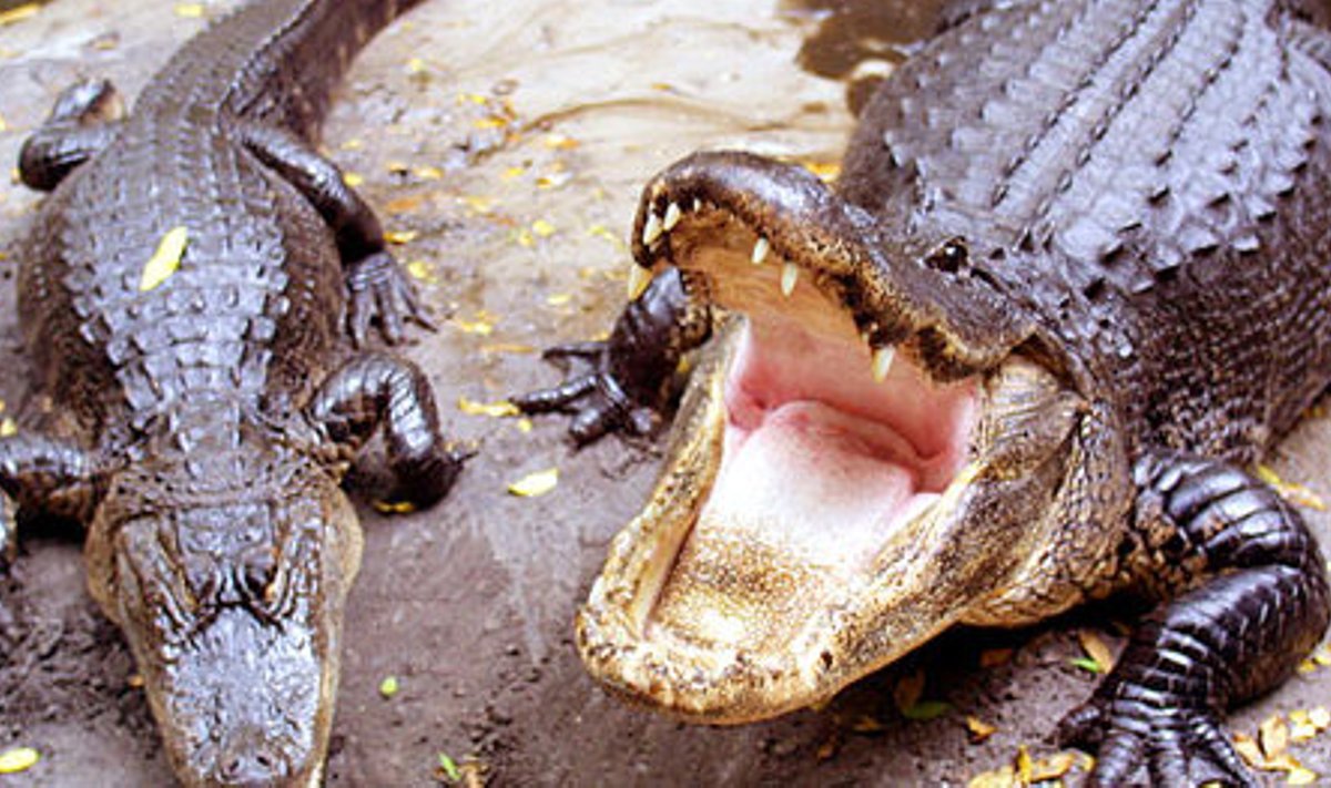 Leiud alligaator sai uue kodu Riia loomaaias.