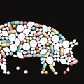 Igaks juhuks loomale antud antibiootikumid võivad nullida hilisema ravi