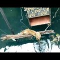 Õnnelik õnnetus: Indias päästeti uppumissurmast sügavasse kaevu kukkunud leopard