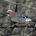 ФОТО | Каких птиц можно встретить в лесу сейчас? 
