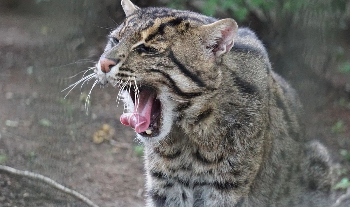 Üks sünnipäevalistest, kalakass Otto