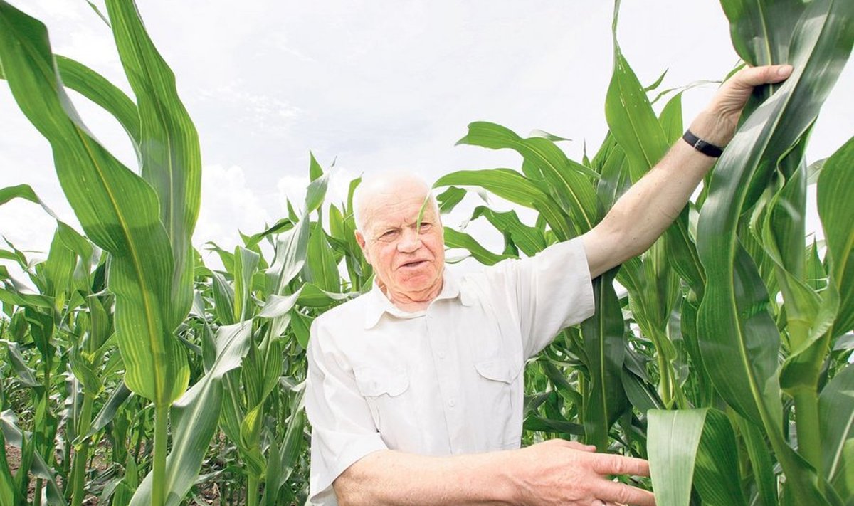 “Mais on juba üle kahe  meetri kõrge ja kasv on  hea, augustis lisanduvad  tõlvikud!” on Tartu Agro  agronoom Eino Härm  taimekasvuga rahul.