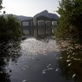 VIDEO: Rio de Janeiro järv, millel toimuvad mitmed olümpiaalad, on ohtlikult reostunud