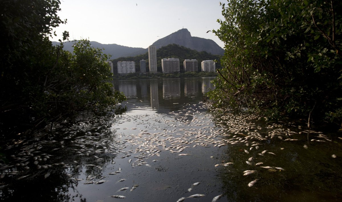Rio de Janeiro järv on ohtlikult saastunud. 