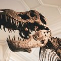 В Великобритании на острове Уайт обнаружены останки неизвестного науке динозавра
