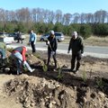 ФОТО: На Пярнамяэском кладбище высадили еловую живую изгородь