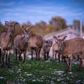 ÜRITUS | Jõulukuul toimuvad loomaaias põnevad õhturetked, kus saab uudistada öise eluviisiga loomi